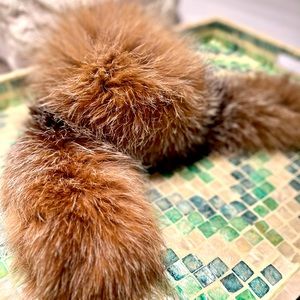 CANADA GOOSE Genuine Coyote Fur Collar, snaps into CG Collars, NWOT